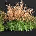 Herbaceous Crops With Central Light Brown And Surrounding Green Grass