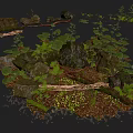 Natural Forest Scene With Rocks Logs Ferns Moss Fallen Leaves And Green Plants