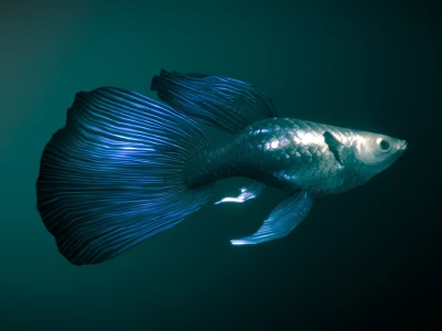 Shiny Blue Guppy Fish With Large Flowing Tail Swimming In Water 3d model