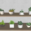 Various Succulent Plants In White Pots On Wooden Shelves With White Wall Background