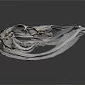 Close Up View Of Detailed Animal Skull Skeletal Structure With Cranial Features