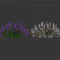 Purple And White Lavender Bouquets On White Background With Reflections 3d model
