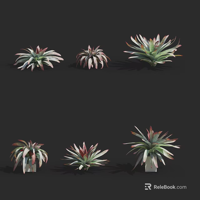 Potted Succulent Plants With Various Forms And Green Red Edge Leaves 3d model