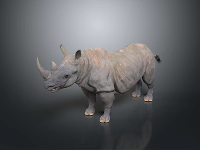 Rhino With Two Horns Standing On Gray Background Showing Detailed Body Structure 3d model