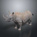 Rhino With Two Horns Standing On Gray Background Showing Detailed Body Structure