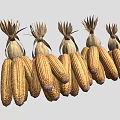 Golden Dried Corn Cobs With Husks Arranged In A Straight Row