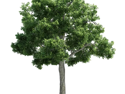 Tall Arbor With Lush Green Foliage And Sturdy Trunk In Natural Landscape 3d model
