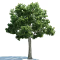 Tall Arbor With Lush Green Foliage And Sturdy Trunk In Natural Landscape