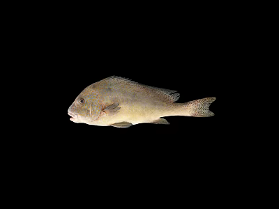 Detailed View of Brown Spotted Aquatic Fish Isolated on Black Background 3d model