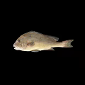 Detailed View of Brown Spotted Aquatic Fish Isolated on Black Background