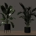 Potted Plants With Large Leaves And Palm In Black Stand And Bucket On Wooden Floor