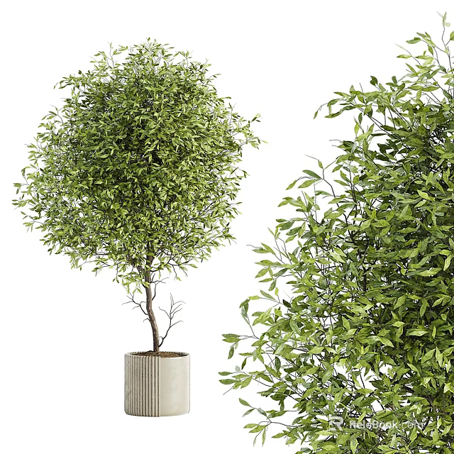 Lush Green Bonsai Plant with Dense Foliage in Modern Concrete Planter 3d model 