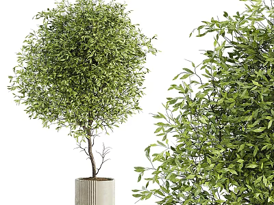 Lush Green Bonsai Plant with Dense Foliage in Modern Concrete Planter 3d model