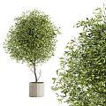 Lush Green Bonsai Plant with Dense Foliage in Modern Concrete Planter