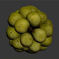 Yellow Grapes with Water Drops and Red Stem on Gray Gradient Background