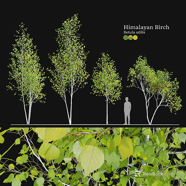 Various Garden Ornamental Himalayan Birch Trees 3 to 5m Tall With Lush Foliage 3d model 