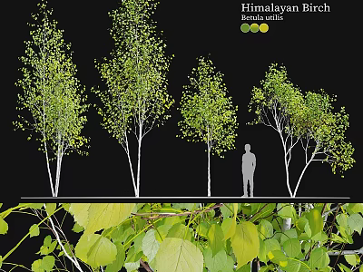 Various Garden Ornamental Himalayan Birch Trees 3 to 5m Tall With Lush Foliage 3d model