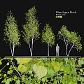 Various Garden Ornamental Himalayan Birch Trees 3 to 5m Tall With Lush Foliage