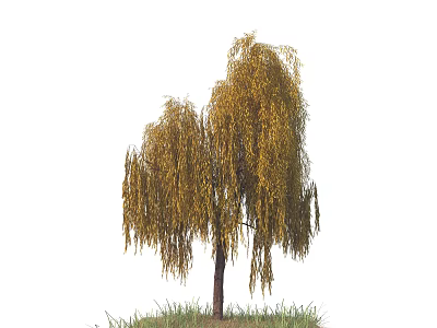 Weeping Willow Tree With Yellow Drooping Branches Trunk And Green Grass 3d model