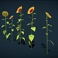 Vibrant Sunflowers With Yellow Petals Brown Centers Green Stems And Leaves On Dark Background