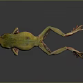 Green Frog With Red Legs Feet Yellow Green Gradient Body Stretching Mid Jump Dark Background