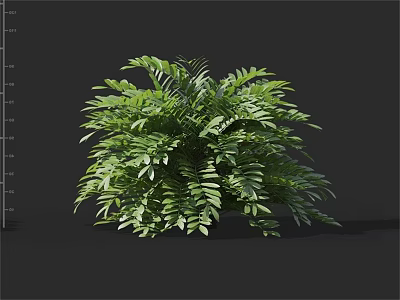Lush Green Shrub With Dense Fresh Feathery Foliage For Garden Landscaping 3d model