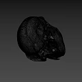 Primate Skull Anatomical Structure With Prominent Canine Teeth And Facial Features