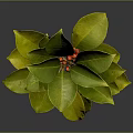 Lush Green Leafy Plant With Fresh Red Berries And Vibrant Foliage