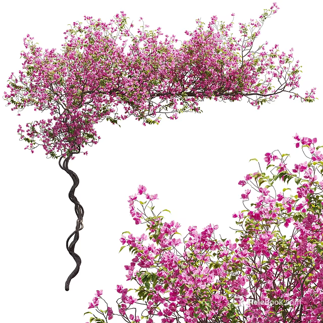 Lush Pink Flowering Vines Growing With Curved Stems And Dense Blooms 3d model 