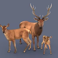 Family of Brown Deer With Adult Male Female and Spotted Baby Fawn on Gray Background