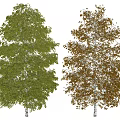 Two Arbor Trees With Green And Yellow Leaves And White Trunks 3d model