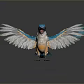 Vibrant Bird With Blue Head Spread Gold White Blue Feathers On Black Surface With Reflection 3d model
