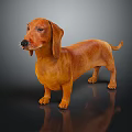 Brown Dachshund Standing On Dark Background With Shiny Coat And Reflective Surface