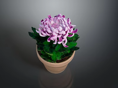 Blooming Purple and White Chrysanthemum Plant With Green Leaves In Terracotta Pot 3d model