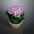 Blooming Purple and White Chrysanthemum Plant With Green Leaves In Terracotta Pot