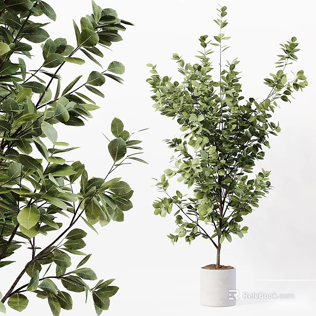 Lush Green Bonsai Potted Plant With Dense Foliage And Elegant Branch Structure 3d model 