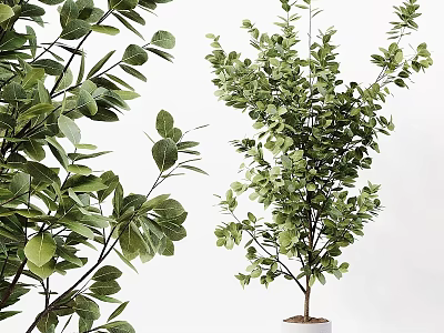 Lush Green Bonsai Potted Plant With Dense Foliage And Elegant Branch Structure 3d model