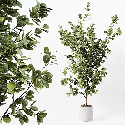 Lush Green Bonsai Potted Plant With Dense Foliage And Elegant Branch Structure 3d model