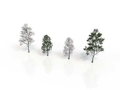 Four Different Shaped Trees With Green Leaves And Bare Branches On White Background With Reflections 3d model