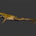 Green Frog With Open Mouth Detailed Skin Texture Standing On Dark Surface