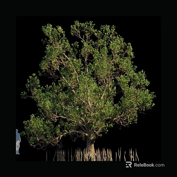 Tall Arbor With Lush Green Foliage Strong Trunk And Exposed Root System 3d model