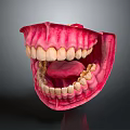 Human Oral Anatomy Model With Detailed Teeth And Pink Gums Structure