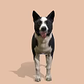 Black and white dog standing with tongue out on light brown background