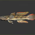 Vibrant Colored Fish With Red Yellow Fins And Spotted Body Swimming In Isolated Dark Background