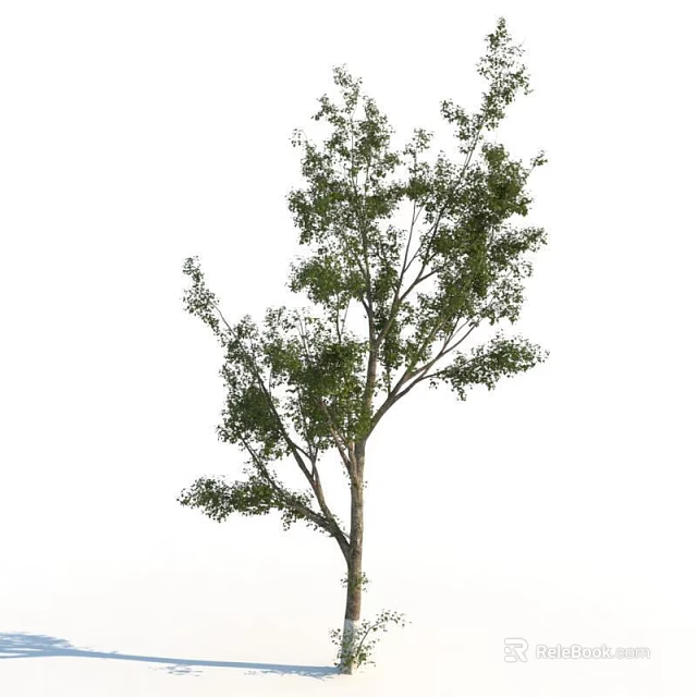 Tall Deciduous Arbor With Lush Green Foliage And Strong Straight Trunk 3d model 