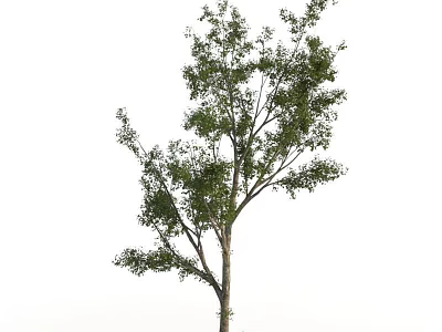 Tall Deciduous Arbor With Lush Green Foliage And Strong Straight Trunk 3d model