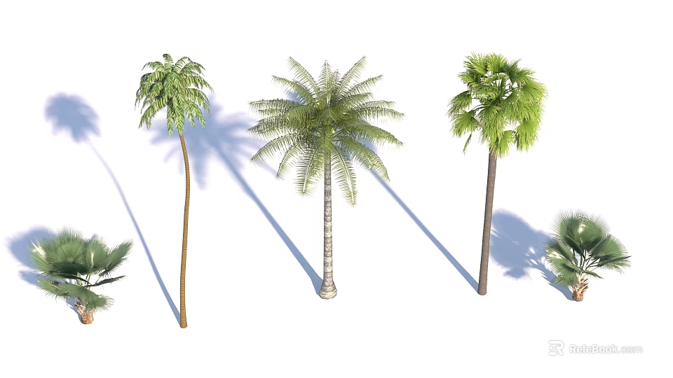 Detailed Realistic Palm Trees 3D Models With Green Foliage And Tall Trunks 3d model 