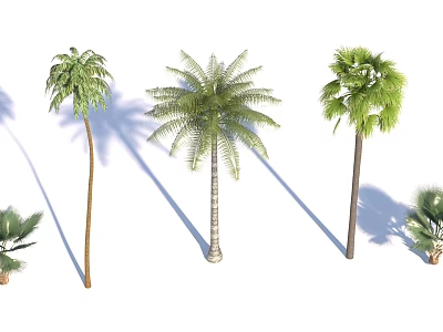Detailed Realistic Palm Trees 3D Models With Green Foliage And Tall Trunks 3d model