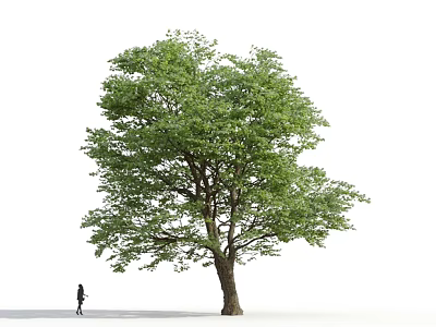 Large Green Tree with Thick Trunk and Person Walking Under Lush Leaves 3d model