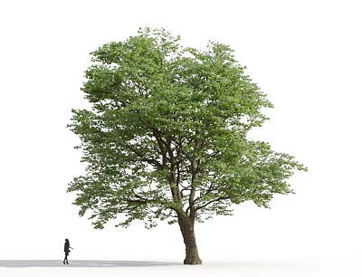 Large Green Tree with Thick Trunk and Person Walking Under Lush Leaves 3d model